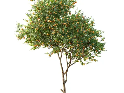 AV Fruit Trees Malus Apple Yellow and Orange Arancio 3D model