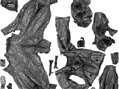 Basics0745 - A set containing 5 models of male and female 3D model