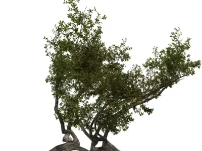 Twisted Coastal Tree Low-poly 3D model