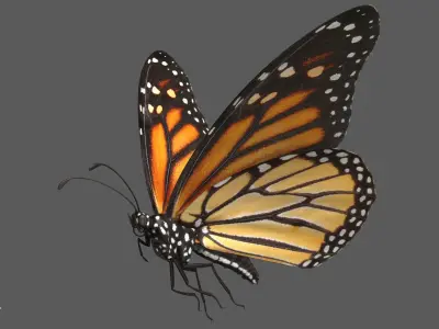  Monarch Butterfly Rigged 