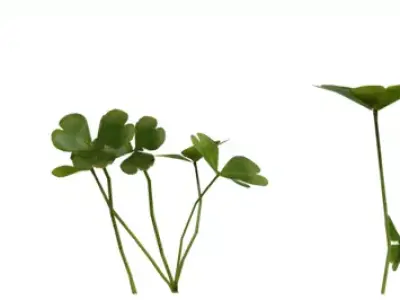 Pink Wood Sorrel Flower Pack Low-poly 3D model