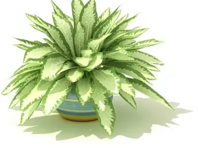 Green And White Leafed Pot Plant 3D model