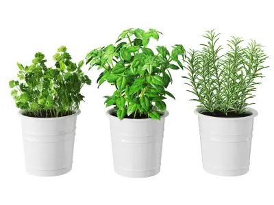 Kitchen herbs 3D model