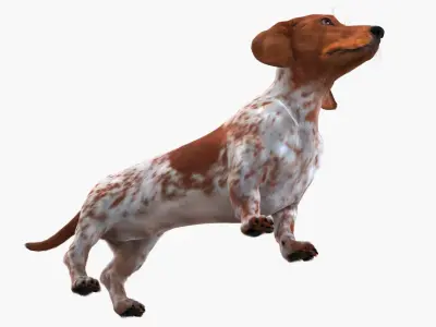  Short-Legged Hound with Dapple Coat Fur for Maya 