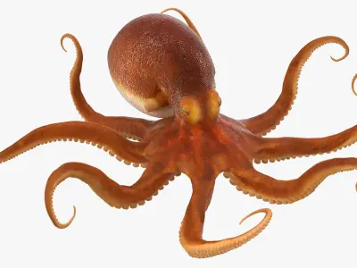  Octopuses Rigged for Cinema 4D Collection 