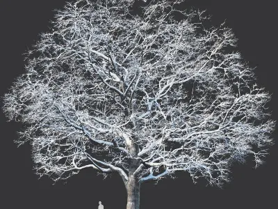 Common oak winter Nr5 H16-19m Three tree set 3D model