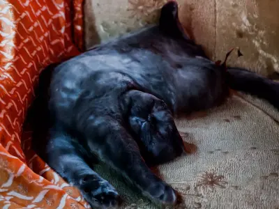  Scottish Fold Cat  Free 3D model