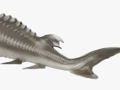  White Sturgeon Rigged for Maya 
