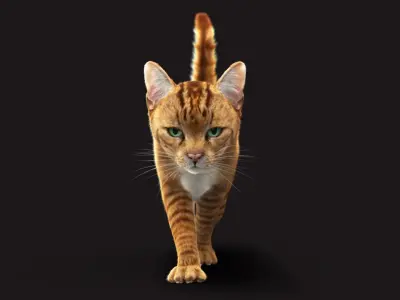  Cat Orange Tabby RIG - XGEN version 