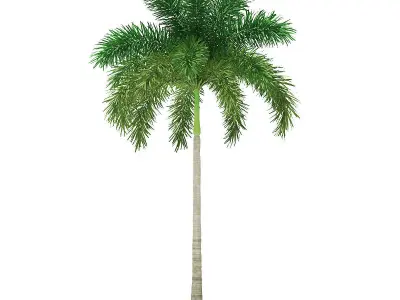 Foxtail Palm Tree 3D Model 8m 3D model
