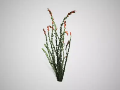 Ocotillo grass Low-poly 3D model