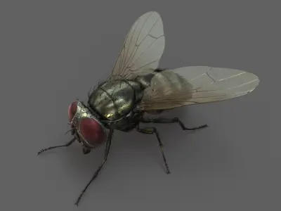  Housefly (2) (Animated) 