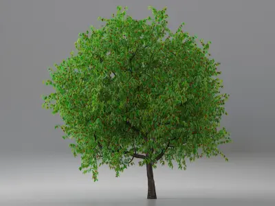  Cherry Trees and Fruits Collection 