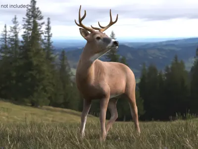 Odocoileus Virginianus Standing Pose Fur for Maya 