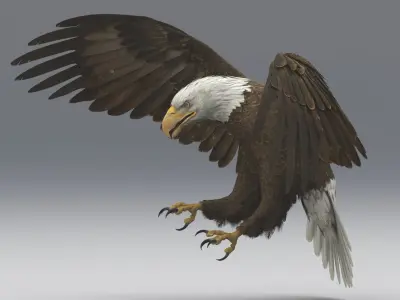  American Bald Eagle Animated 