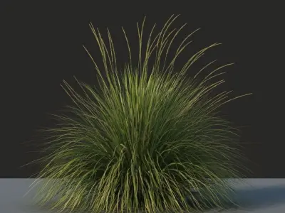 XfrogPlants Deergrass - Muhlenbergia Rigens 3D model