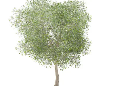 Olive Tree with Fruits 3D model