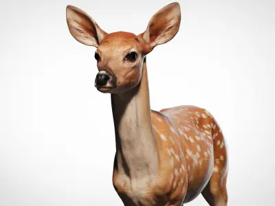  Fawn Deer Zbrush 