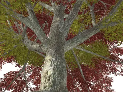 Tree - 00002 3D model