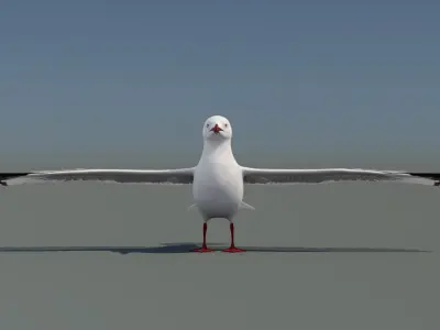 Seagull 