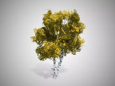 White Birch Fall Tree Low-poly 3D model