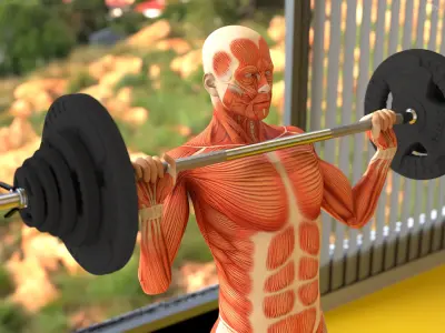  Anatomy Male Muscular System Shoulder Press Animated Rigged 