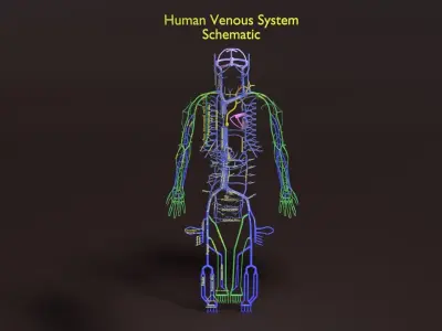 Human venous system schematic 3D 3D model
