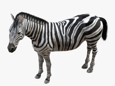  Zebra (Rigged) 