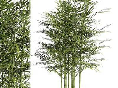 bamboo  3D model