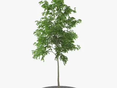 Street Tree 02 3D model