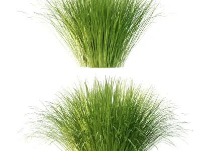 Carex Elata Aurea Grass 01 3D model