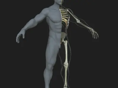 Male Skeleton with Skin 3D model