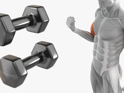  Anatomy Male Muscular System Biceps Curls 