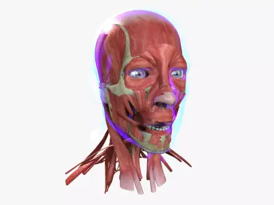 Human Face Muscle Anatomy Medical Edition 3D model