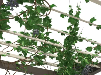 Modern pergola with climber grapevine 3d model 3D model