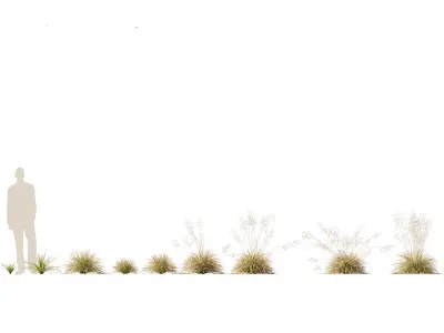 Deschampsia cespitosa Northern Lights - Tufted Hair Grass 01 3D model