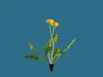 Dandelion 3D model