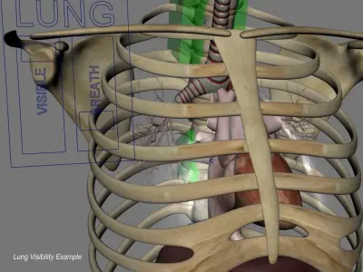 Human Skeleton Torso With Internal Organ Anatomy Rigged 3D model