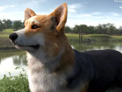  Tricolor Welsh Corgi Pembroke Fur for Cinema 4D 