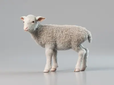  Lamb Rigged Animated with Fur 