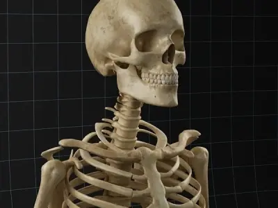 Anatomy skeleton 02 3D model