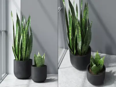 Sansevieria in Black Planter 3D model