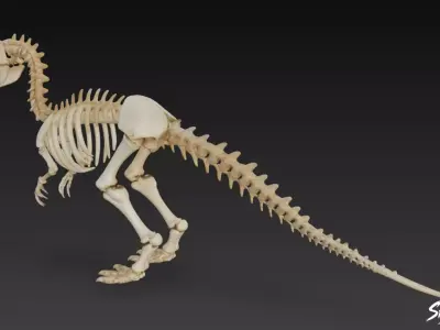 Velociraptor fossil Low-poly 3D model