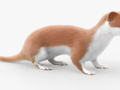 Stoat Mammal Wildlife Running Animated Fur Rigged For Blender 