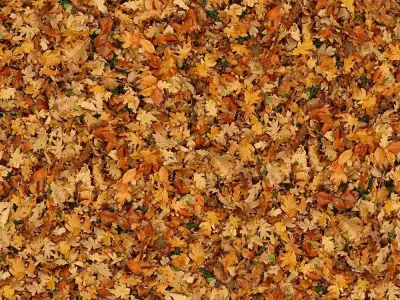 Seamless Autumn Fallen Leaves Texture Texture