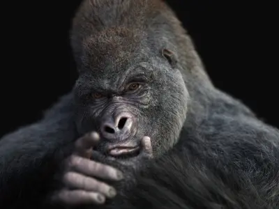  GORILLA RIG XGEN-CORE 