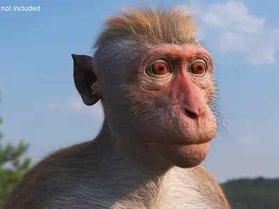  Sitting Macaque Light Brown Fur 