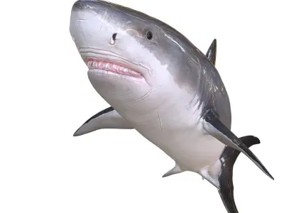  SHARK ANIMATED FISH 
