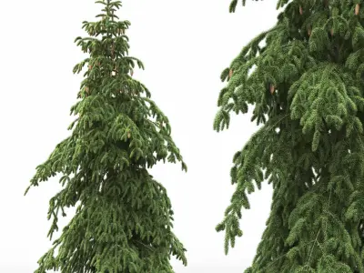 Picea Abies Pendula 1 3D model