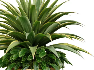 Decorative tropical Agave plant in a modern tall marble vase 3D model